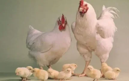 Продажа цыплят "Арбор айкрес"
