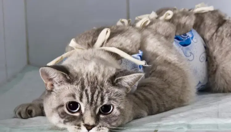 Стерилизация кошек