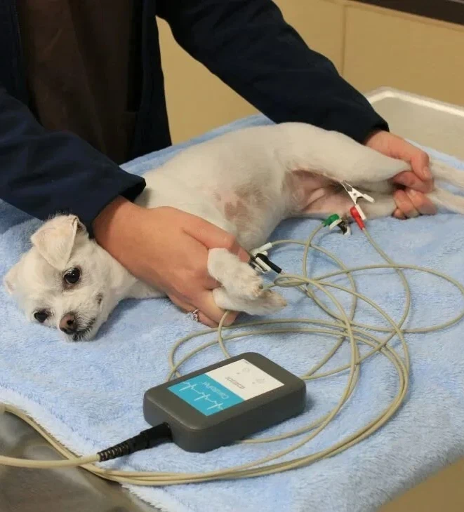 Электрокардиография (без расшифровки/с расшифровкой)