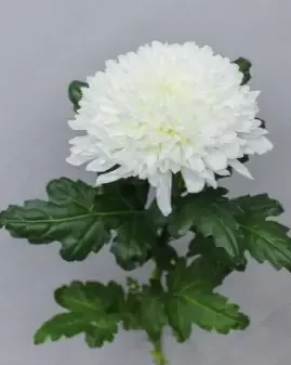 Хризантема Антонов - белый крупноцветковый цветок.