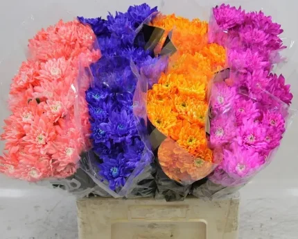 Фото для хризантема кустовая крашенная