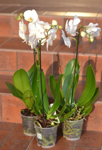 Фото для Орхидея Фаленопсис