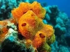 Морская губка оранжевая (Stylotella Aurontium)
