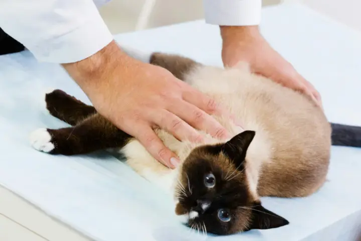 Лапароскопическая стерилизация кошки