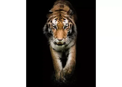 Картина на стекле 40*50см "Амурский тигр" РОССИЯ