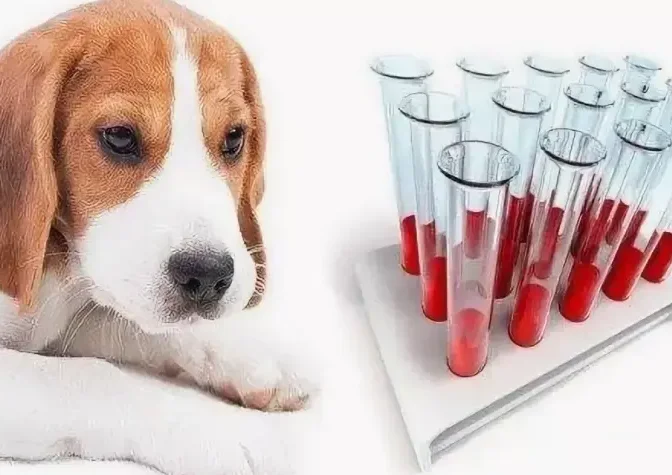 Биохимический анализ крови для живоных