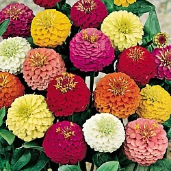 Фото для Цветы Цинния Фантазия (200%) (0,6г)