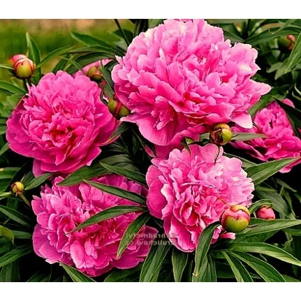 Фото для Пион молочноцветковый Рим 2-3/Кор