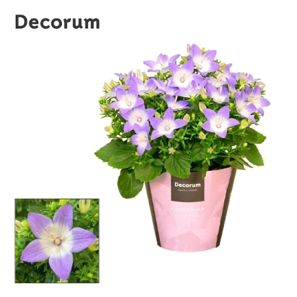 Фото для Кампанула изофилла Берлин Биколор (Campanula Iso Berlin Bicolor) 11/20