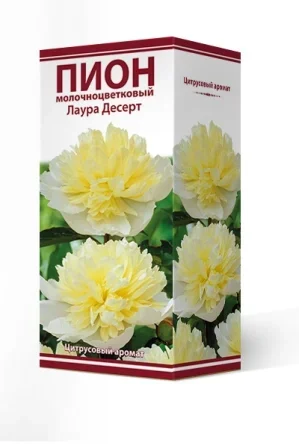 Фото для Пион молочноцветковый Лаура Десерт 2-3/Кор