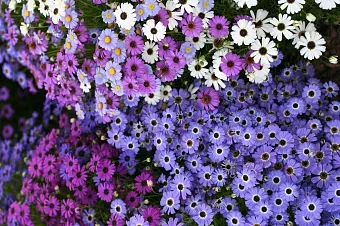 Фото для Цветы Брахикома Лебединое озеро (0,1г)