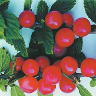 4d19347006c711ef8332d85ed377b6fa_4d19347106c711ef8332d85ed377b6fa